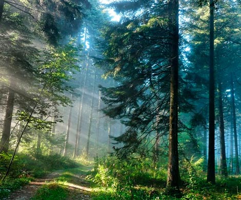 Лес рубят – к риэлторам деньги летят