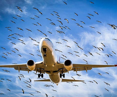 Летевший из Минска в Петербург лайнер столкнулся с птицами‍