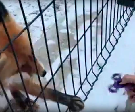 Лису в Челябинском зоопарке научили крутить спиннер