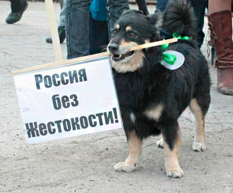 Ловушка для живодеров 