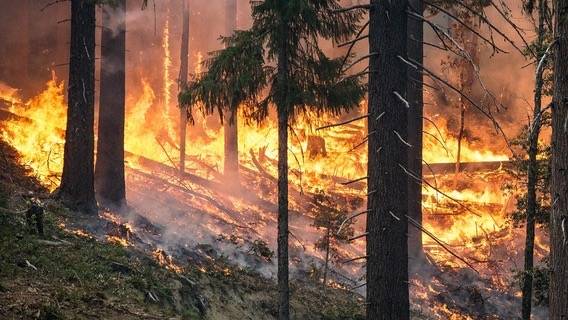 Минприроды: ситуация с лесными пожарами в РФ остается напряженной