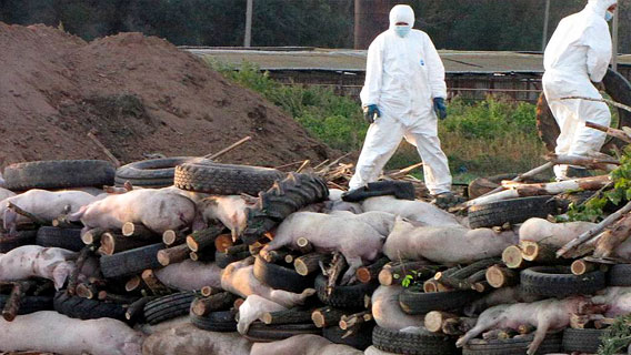 Мир рискует остаться без мяса из-за эпидемии свиной чумы