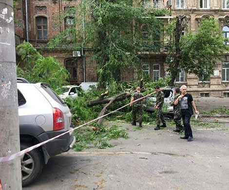 На мужчину упало огромное дерево