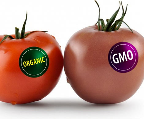 На продаваемых в ЕАЭС продуктах появится маркировка о ГМО