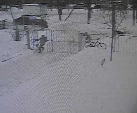На учеников владимирской школы нападают уличные собаки‍