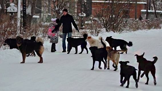 Наше общее собачье дело