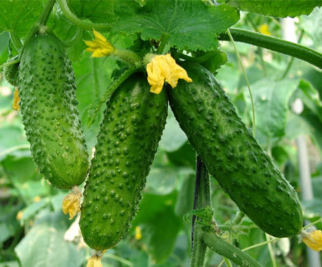 Названы 6 лучших продуктов для весенней детоксикации