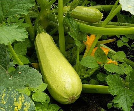 Названы продукты, сжигающие жир на животе и боках