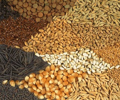 Названы самые полезные дешевые продукты питания
