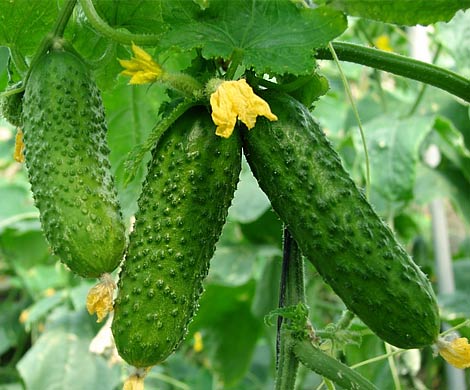 Огурец назвали идеальным продуктом для омоложения организма