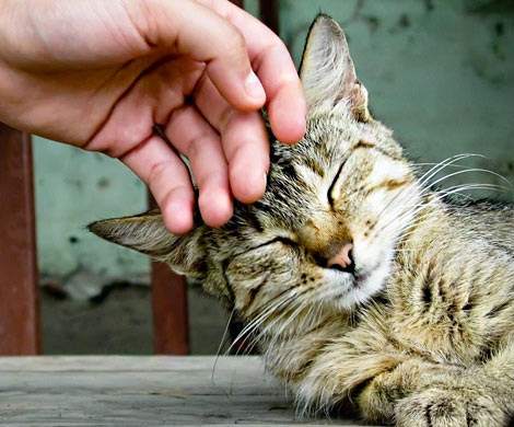 Оказалось, что кошки любят людей больше еды