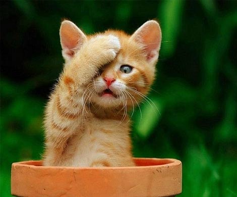 Оказалось, что котики тоже испытывают стресс