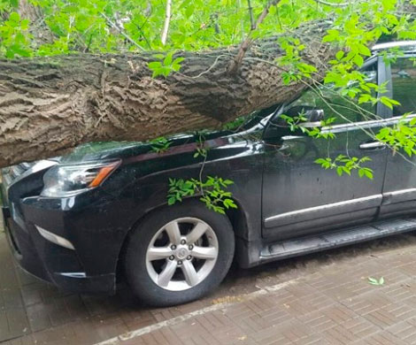 Оренбург: на улице Пушкинской дерево упало на припаркованный Lexus