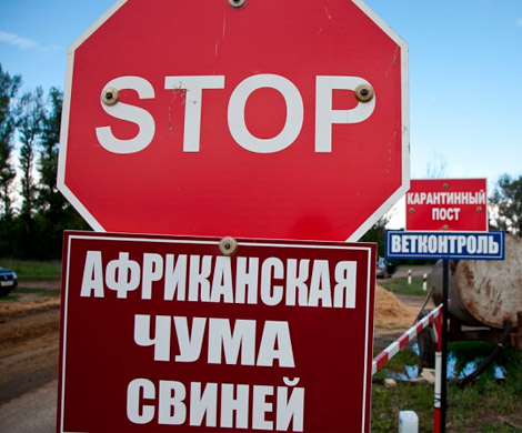 Под Красноярском введен режим ЧС из-за африканской чумы свиней‍