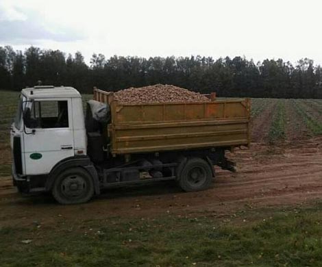 Под Молодечно во время уборки картофеля погибла 13-летняя школьница