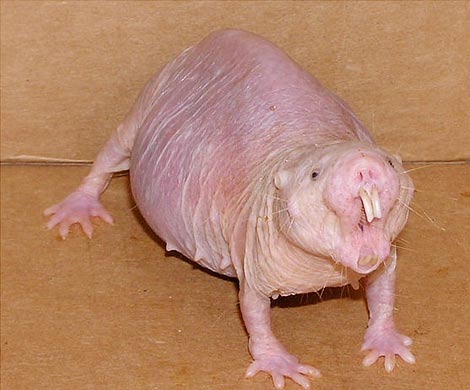 Поедание фекалий как средство воспитания родительских навыков