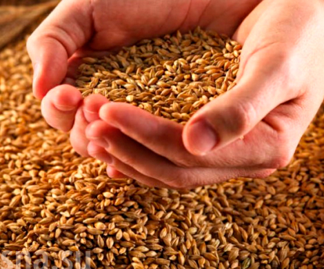 Правительство намерено увеличить экспорт сельхозпродукции