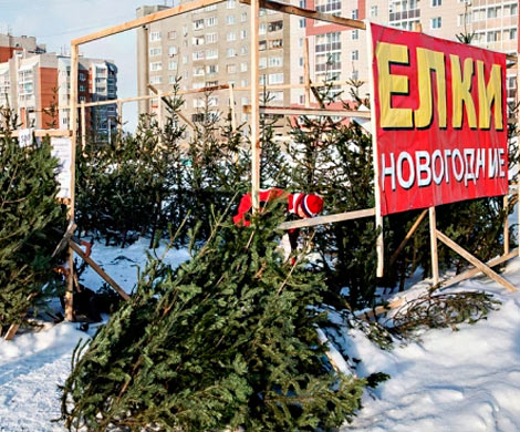 При проведении тендера Минобороны могло завысить стоимость елей