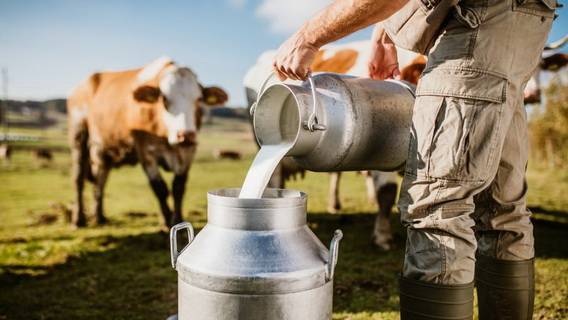 Производители молочной продукции Британии опасаются закрытия ферм из-за снижения закупочных со стороны переработчиков