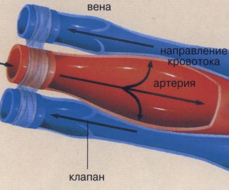 Разработан новый материал для производства вен и артерий