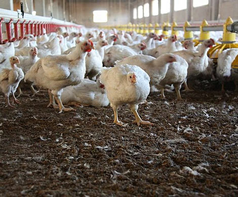 Россельхознадзор пригрозил ограничить ввоз польской продукции из птицы‍