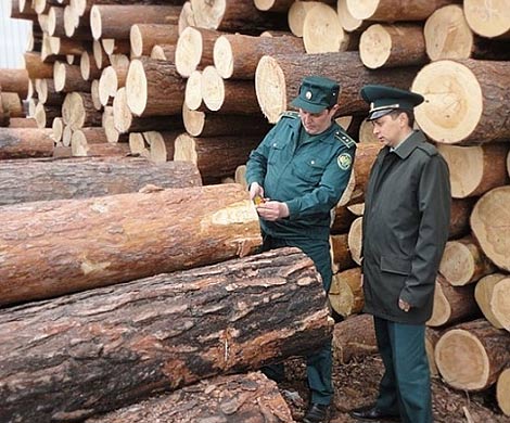 Россия сориентировала экспорт древесины в Азию