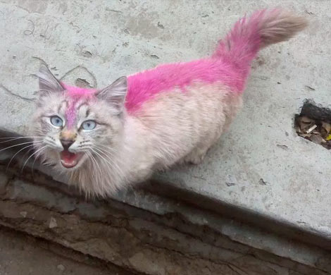 Розового кота в Астрахани объяснили лечением животного