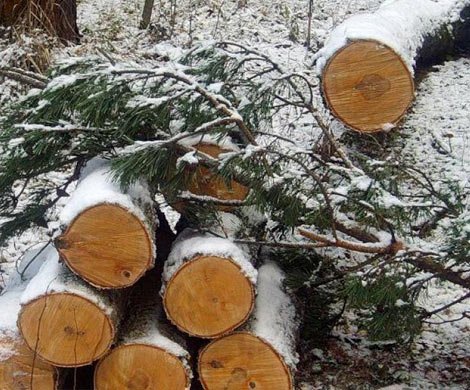 Штрафы за незаконную вырубку лесов увеличат втрое