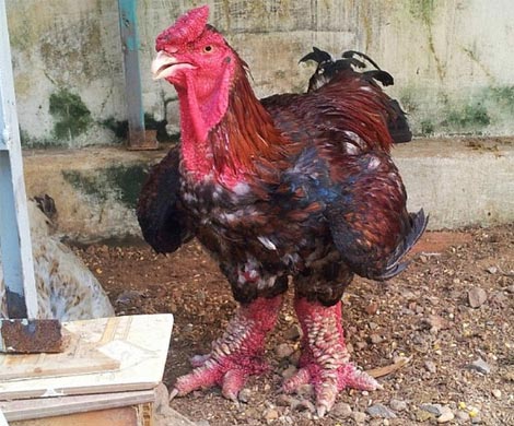 Создан новый вид кур с лапами динозавров