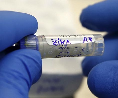 Создана модель для изучения вируса Zika