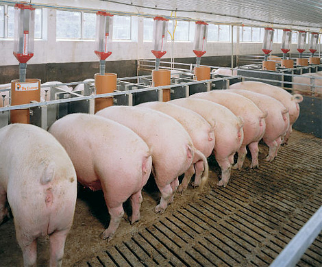 «Свинская» политика России не по вкусу