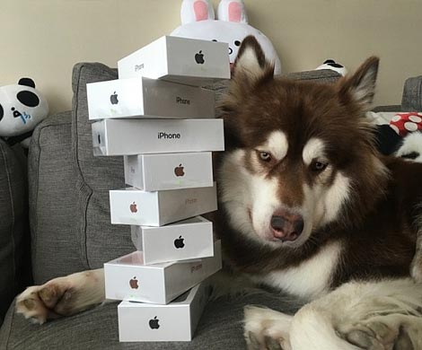 Сын китайского миллиардера купил своей собаке восемь iPhone 7 