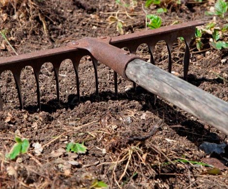 Табак попал в число популярных у россиян семян перед дачным сезоном