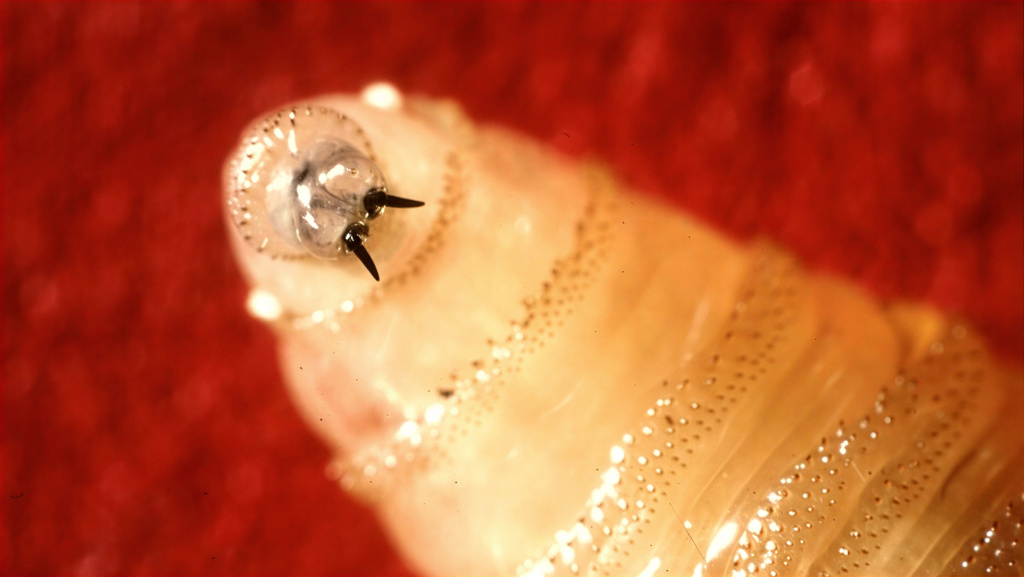 Тревожное возвращение. Плотоядный паразит, истребленный полвека назад, вновь угрожает Северной Америке