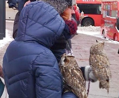 У Исаакиевского собора полиция изъяла измученных фотографами совят