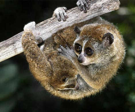 Ученые: лори и лемуры – заядлые пьяницы