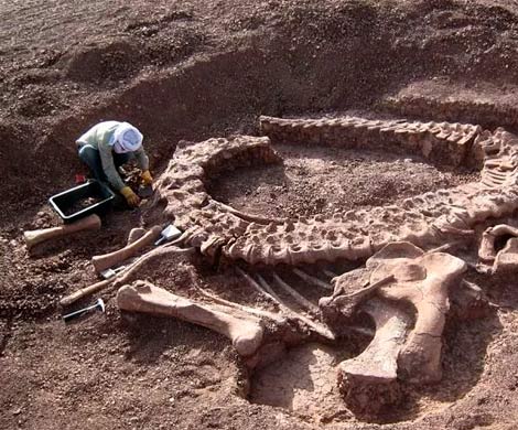 Ученые нашли останки самой большой птицы в истории