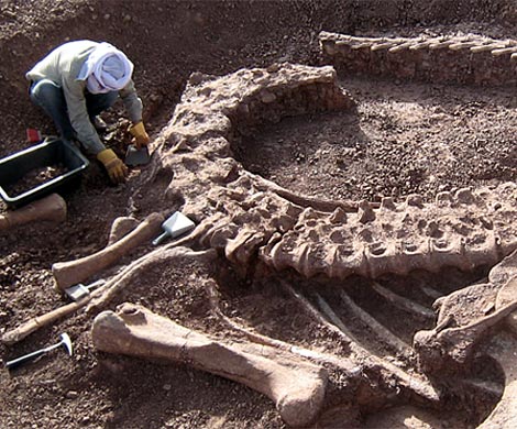 Ученые нашли в Австралии загадочный скелет возрастом более 800 лет