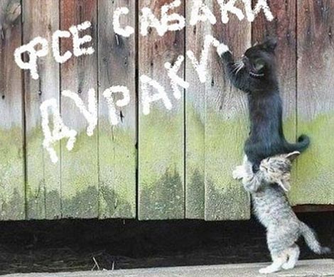 Ученые объяснили поведение кошатников и собачников