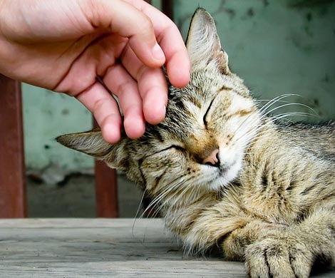 Учёные объяснили, чем кошки полезны для людей