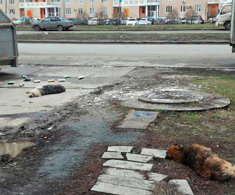 Улицы Ростова усеяны трупами бездомных собак
