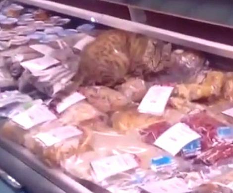 В аэропорту Владивостока бездомный кот поужинал на 60 тысяч рублей 