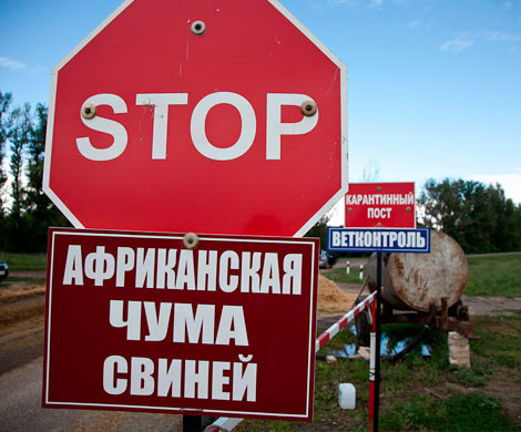 В Белгородской области нашли африканскую чуму