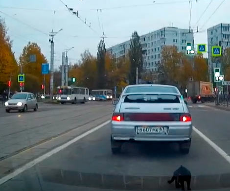 В Интернет попало видео, как в Смоленске из машины выбросили котенка