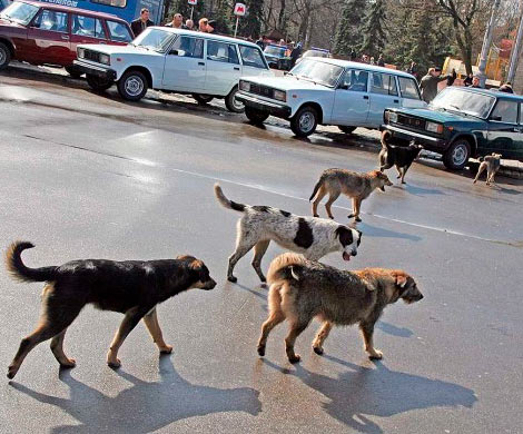 В Иванове бездомные собаки напали на ребенка