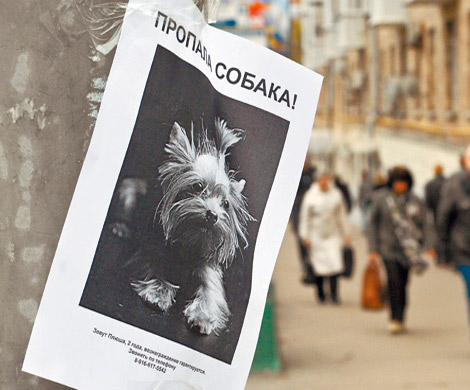 В Кабардино-Балкарии найден похититель породистых собак