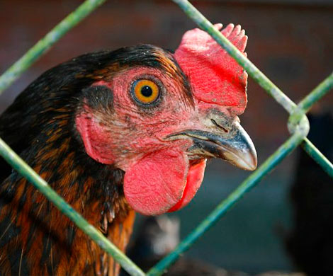 В Китае выявлен первый случай заражения человека птичьим гриппом H7N4