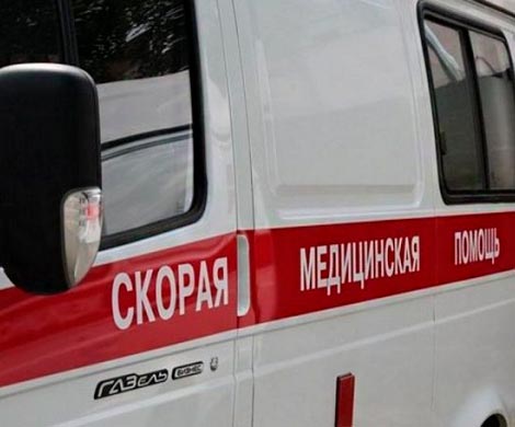 В Подмосковье пенсионерка погибла от укусов напавших на нее собак