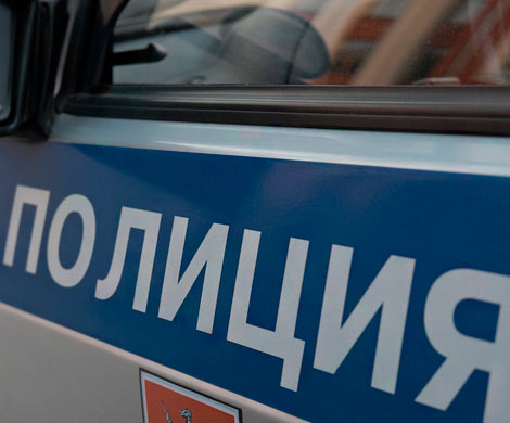В подмосковной Истре бродячие собаки съели голову и руку пенсионерки