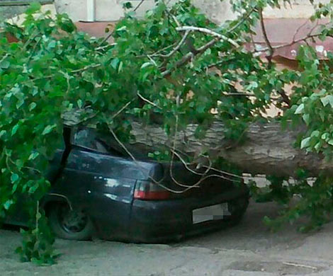 В Рязани из-за дорожных работ дерево расплющило автомобиль